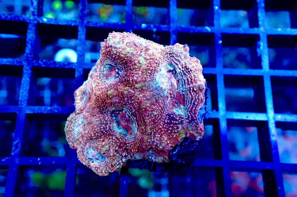 Acanthastrea Bowerbanki WYSIWYG