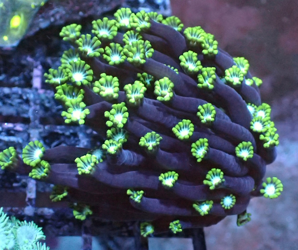 Alveopora Tizardi L
