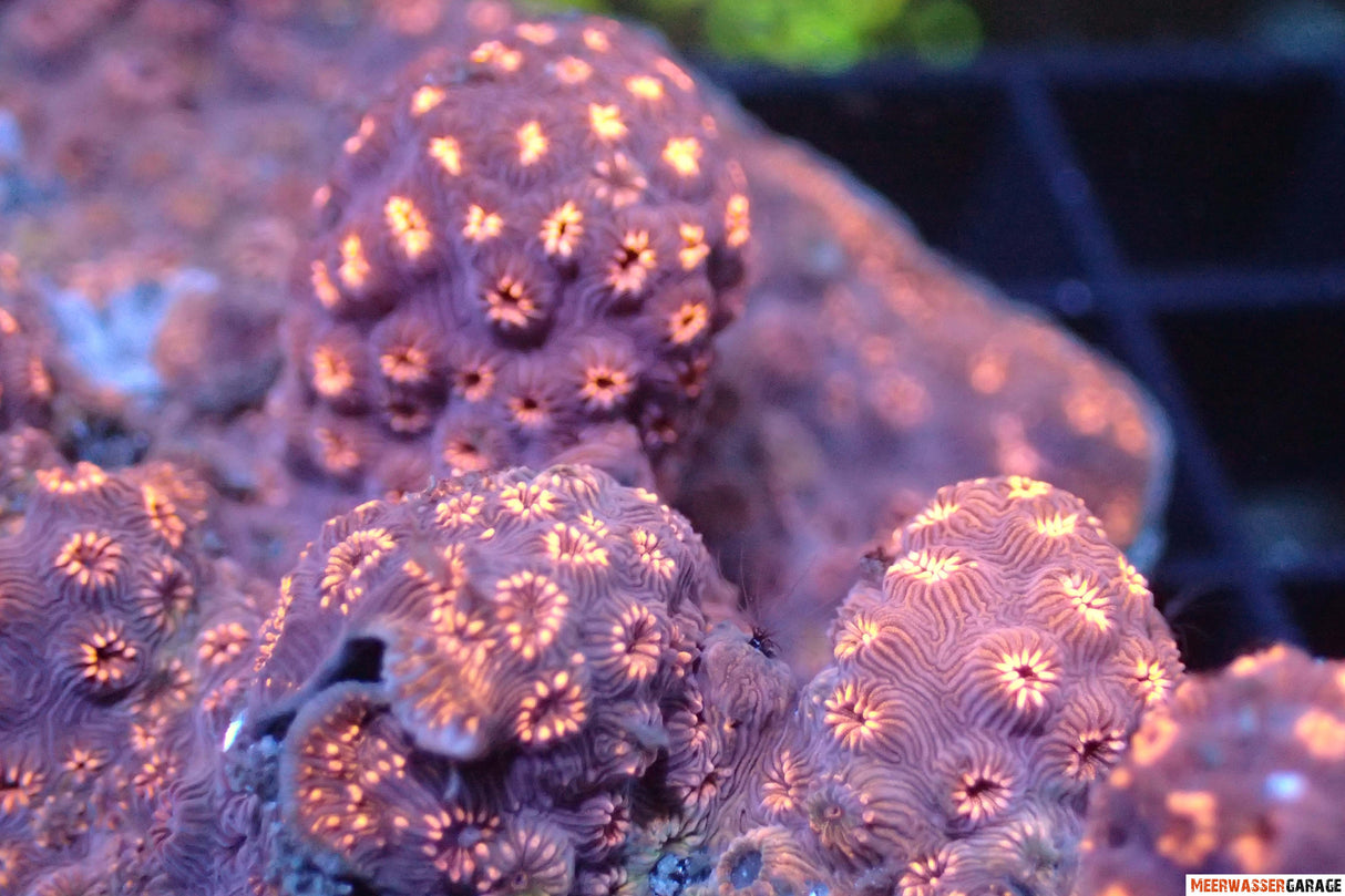 Pavone maldivensis