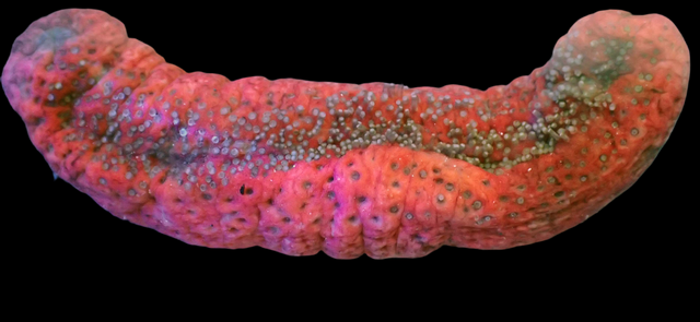 Rote Seegurke - paracumaria sp.