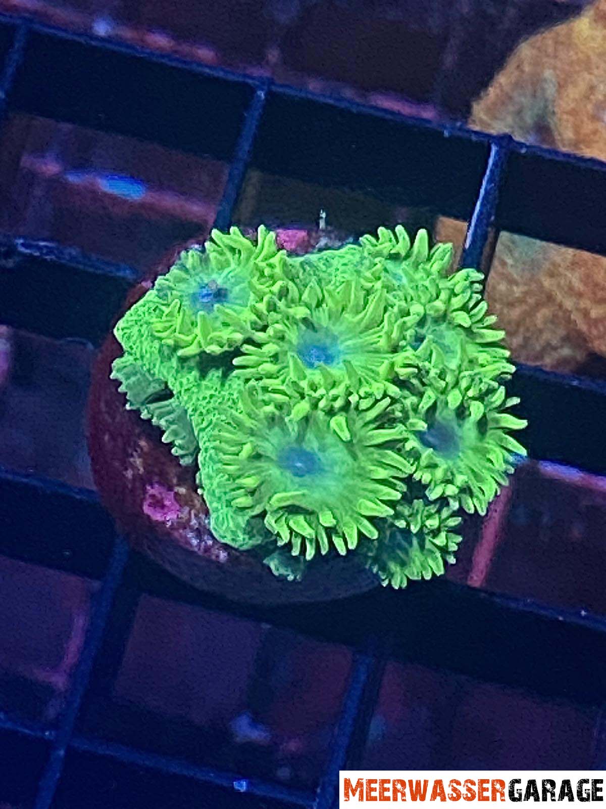 Turbinaria peltata grün