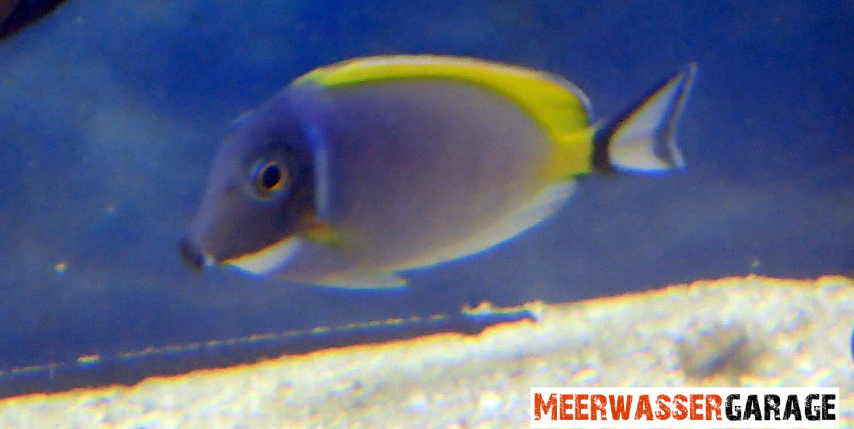 Acanthurus leucosternon  - Weißkehldoktor