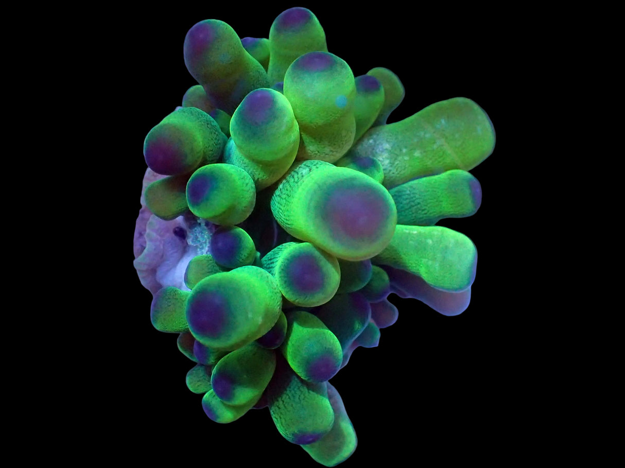 Cribrinopsis crassa - Fleischanemone