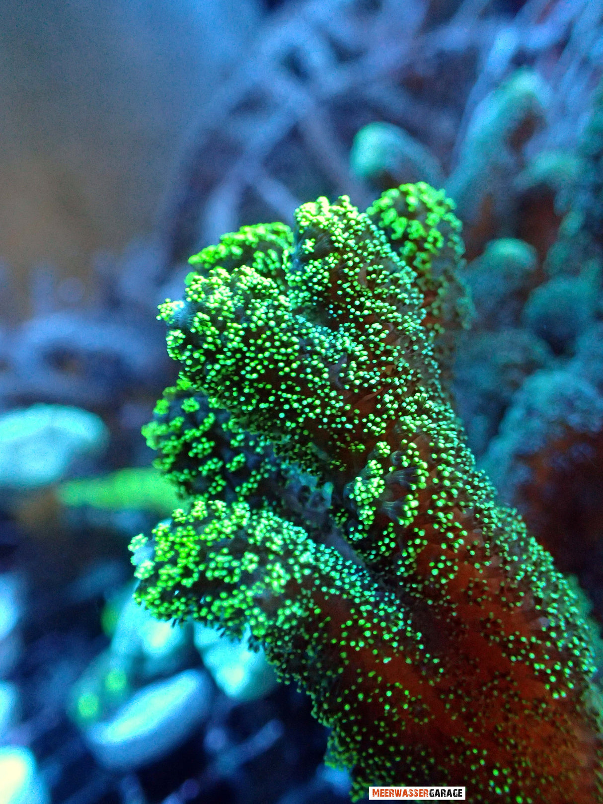 Stylophora pistillata grün